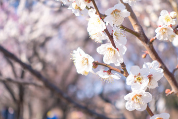 Plum blossoms during early spring.
