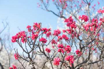 Plum blossoms during early spring.