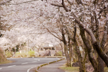 藺牟田池湖畔の桜