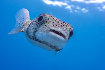 Pufferfish closeup in clear blue water - 252543761