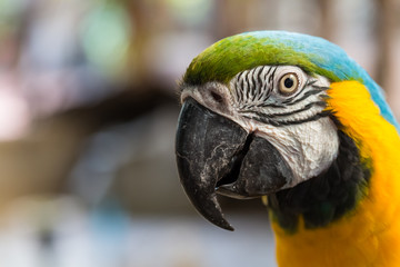 Close-up of colorful parrots face