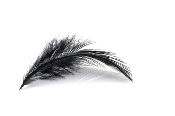 Black Feather isolated on white