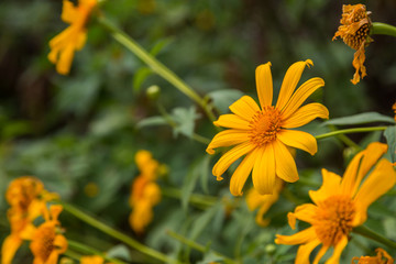Yellow flower with green bokeh