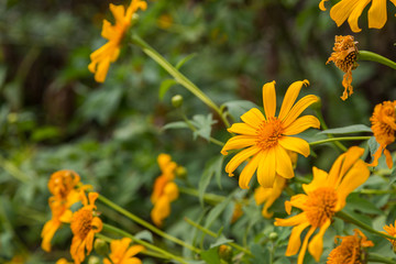 Fototapeta premium Yellow flower with green bokeh