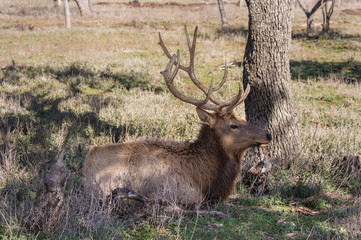 a large elk resting in the shade on a warm afternoon.