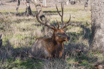 a large elk resting in the shade on a warm afternoon.