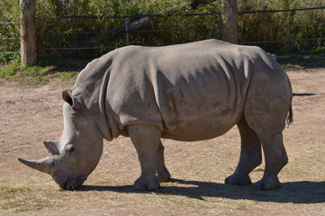 Fototapeta premium Photograph of a Rhinoceros in captivity