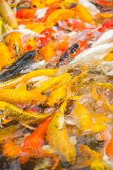 Obraz na płótnie Canvas Colorful Koi fish swimming