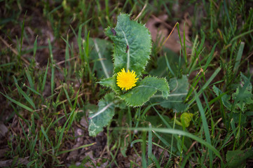 A dandelion growing in the yard
