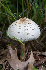A close up photo of a lone mushroom