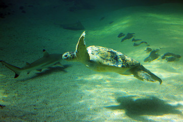 Tortuga - Turtle - Turtoise