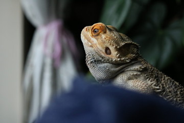 lizard