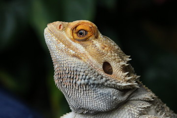 close up of lizard