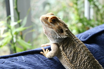 lizard