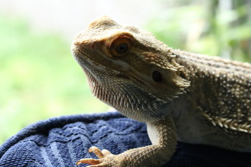 lizard