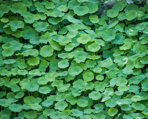 Green foliage on the side of a mountain after a winter rain storm