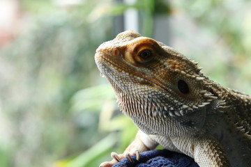 lizard