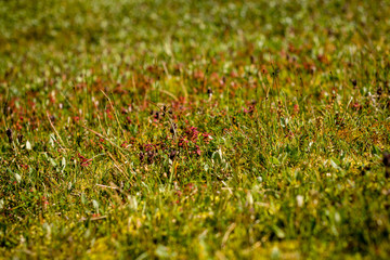 Flowers in green grass