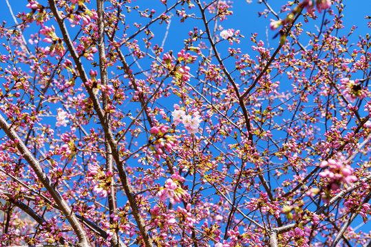 Cherry Trees blooming in early spring on beautiful day, Blue Sky, Background