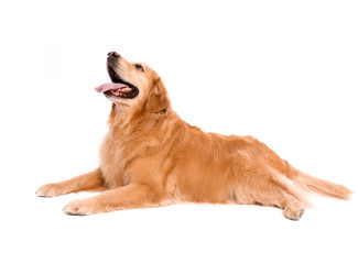 An Adult Golden Retriever Isolated on white background