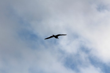 Silhouette of seagull peacefully flying with fully open wings on cloudy stormy sky background