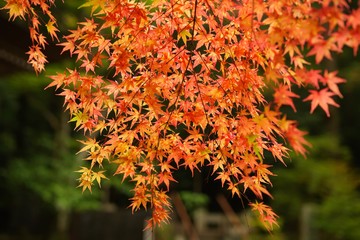 Maple leaves (Momiji)