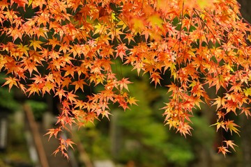Maple leaves (Momiji)