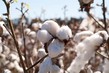 NATURAL COTTON RT 13 VIRGINIA