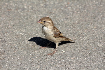 Single sparrow with colorful feathers standing peacefully on asphalt road enjoying warm sun and overlooking surrounding on warm sunny day
