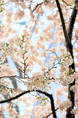 Hanami at Ueno park in Tokyo, Japan