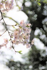 Hanami at Ueno park in Tokyo, Japan