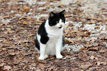 Naklejka na ściany i meble Small black and white domestic cat looking curiously in distance while sitting on gravel forest path covered with dried fallen leaves on warm sunny day