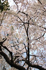 Hanami at Ueno park in Tokyo, Japan