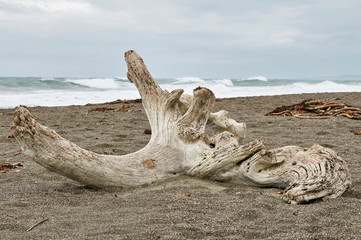 large log of driftwood on the beach