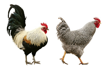 A rooster and a hen chicken isolated on white