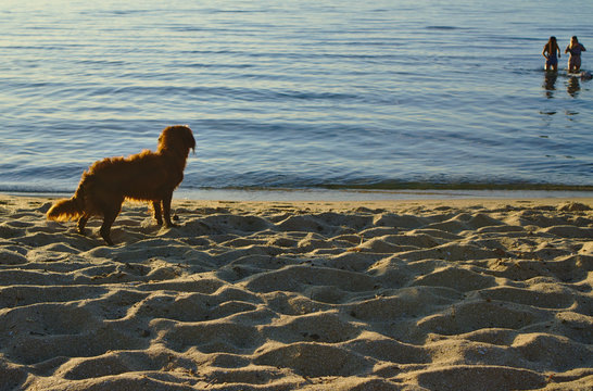 Dog Facing Sea With Two People Far Away In Background