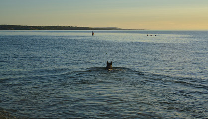 Dog swimming in sea during sunset
