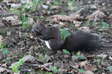 Naklejka na ściany i meble Small grey squirrel with beautiful hairy tail sitting calmly and eating nut surrounded with fallen leaves in local park on warm sunny day
