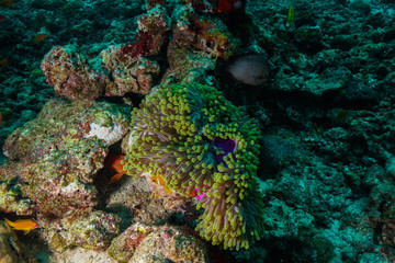 Naklejka na ściany i meble Anemone Fish and Coral at the Maldives