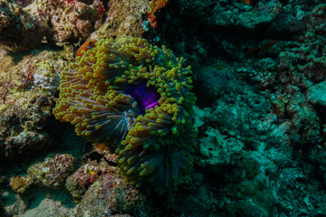 Fototapeta na wymiar Anemone Fish and Coral at the Maldives