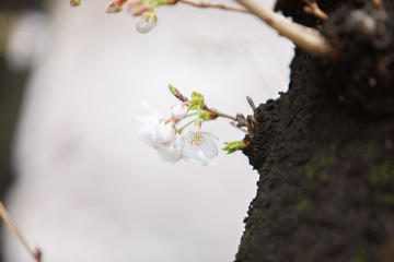 中目黒の桜