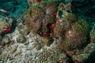 Naklejka na ściany i meble Anemone Fish and Coral at the Maldives