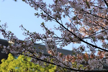 Hibiya park in Tokyo