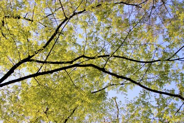 Hibiya park in Tokyo