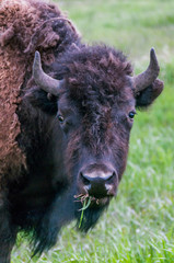 head of a buffalo