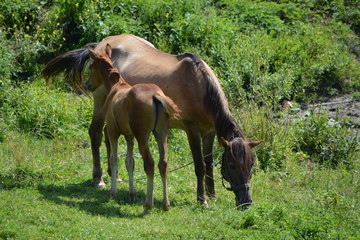 horse and foal