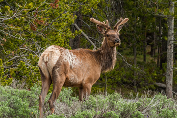 Naklejka na ściany i meble Elk in the forest