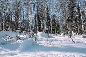 Snow lies on the branches of a tree. Scenic winter forest. The sun in the winter forest.