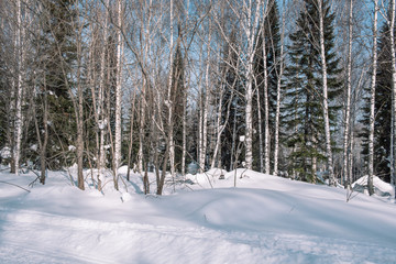 Lots of snow in the forest. Trees in the snow. Scenic winter forest. Drifts of snow in the forest.