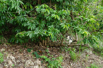 Toppled Graviola Tree